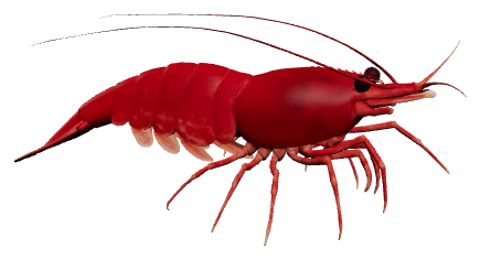 Cherry Shrimp (Neocaridina davidi)