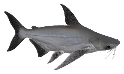 Iridescent Shark (Pangasianodon hypophthalmus)