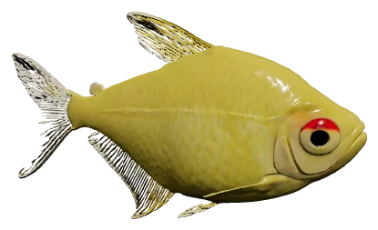 Lemon Tetra (Hyphessobrycon pulchripinnis)