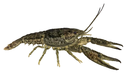 Marbled Crayfish (Procambarus virginalis)