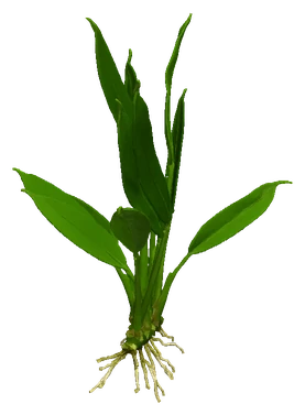 Anubias congensis