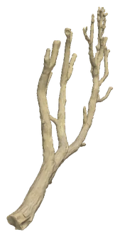 Manzanita Driftwood