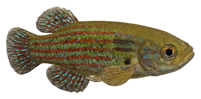 Florida Flagfish (Jordanella floridae)