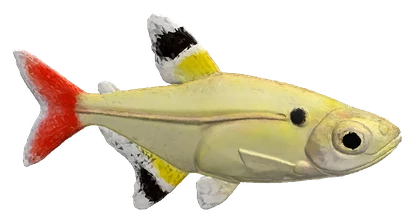 X-ray Tetra (Pristella maxillaris)