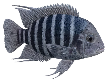 Convict Cichlid (Amatitlania nigrofasciata)