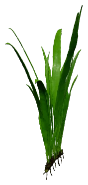 Java Fern 'Narrow' (Microsorum pteropus "Narrow")
