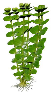 Creeping Jenny (Lysimachia nummularia)