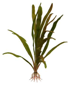 Echinodorus uruguayensis