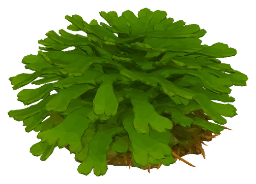 Pellia (Monosolenium tenerum)