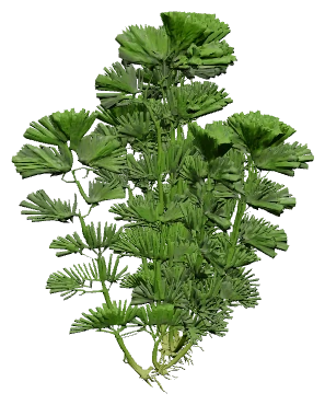 Cabomba (Cabomba caroliniana)