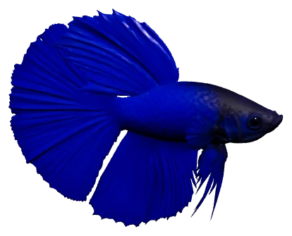 Betta (Betta splendens)