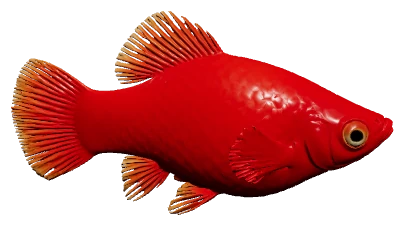 Platy (Xiphophorus maculatus)