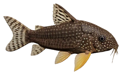 Sterbai Cory (Corydoras sterbai)