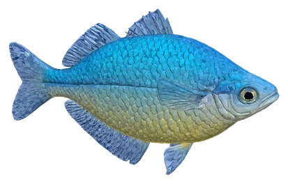Turquoise Rainbowfish (Melanotaenia lacustris)