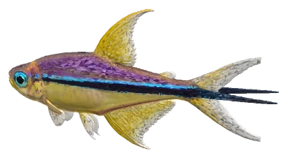 Emperor Tetra (Nematobrycon palmeri)