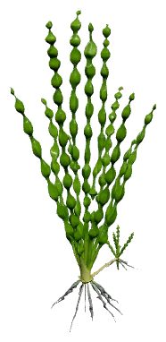 Corkscrew Val (Vallisneria asiatica var. biwaensis)