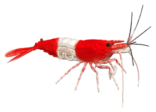 Cherry Shrimp, Red Rili