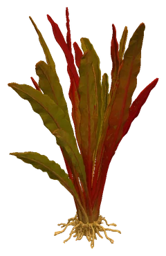 Echinodorus horemanii