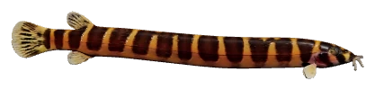 Kuhli Loach (Pangio kuhlii)