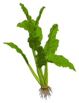 Echinodorus cordifolius