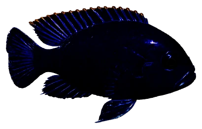 Electric Blue Acara (Andinoacara pulcher)