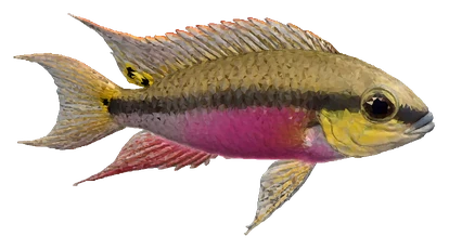 Kribensis (Pelvicachromis pulcher)