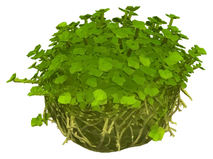 Pearl Moss (Solenostoma tetragonum)