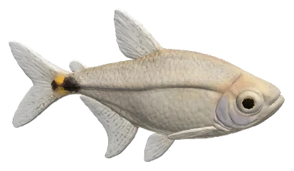Head and Tail Light Tetra (Hemigrammus ocellifer)