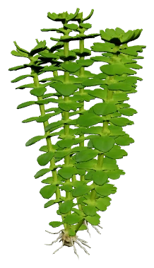 Bacopa monnieri