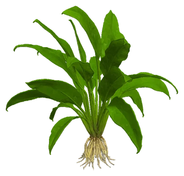Echinodorus argentinensis