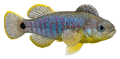 Peacock Gudgeon (Tateurndina ocellicauda)