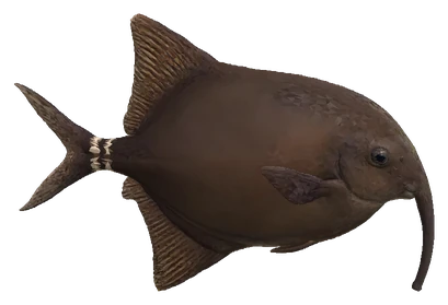 Elephantnose Fish (Gnathonemus petersii)