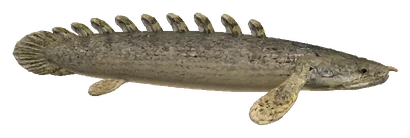 Senegal Bichir (Polypterus senegalus)