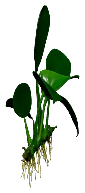 Anubias nana (Anubias barteri var. nana)