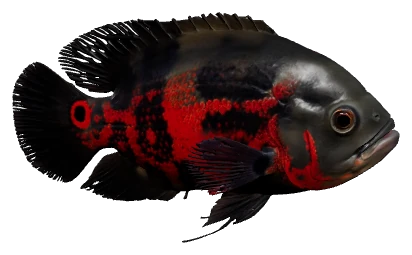 Oscar (Astronotus ocellatus)