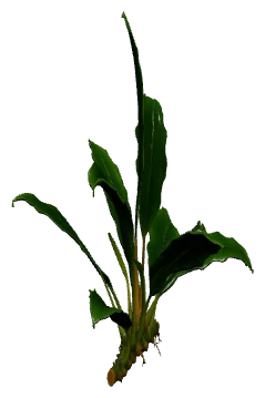 Bucephalandra 'Green Wavy' (Bucephalandra sp.)