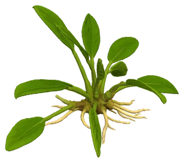 Schismatoglottis prietoi