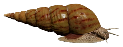 Malaysian Trumpet Snail (Melanoides tuberculata)