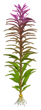 Rotala 'Florida Sunset' (Rotala ramosior)