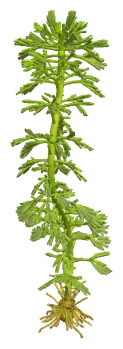 Hottonia palustris
