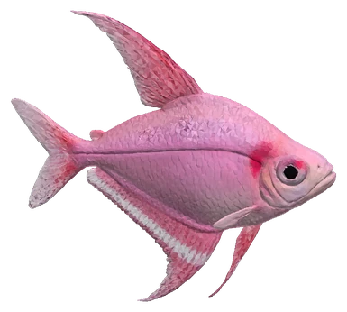 Bleeding Heart Tetra (Hyphessobrycon erythrostigma)