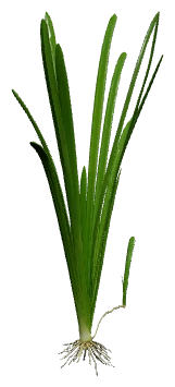 Narrow-leaf Sagittaria (Sagittaria subulata)