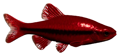 Cherry Barb (Puntius titteya)