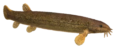 Dojo Loach (Misgurnus anguillicaudatus)