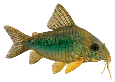 Emerald Cory (Corydoras splendens)