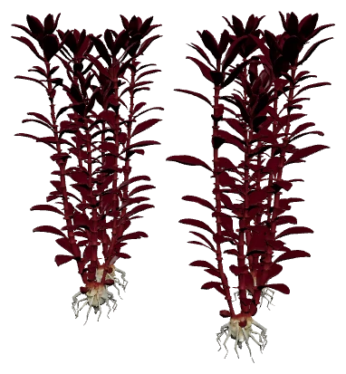 Ludwigia glandulosa