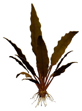 Cryptocoryne wendtii