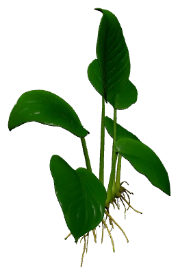 Anubias barteri (Anubias barteri var. barteri)
