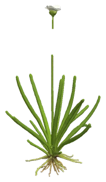 Littorella uniflora