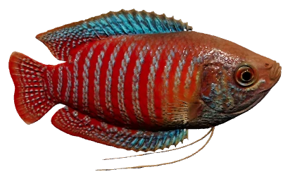Dwarf Gourami (Trichogaster lalius)